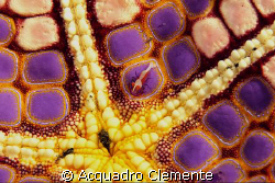 "PATCHWORK" Sea star with Imperator shrimp. by Acquadro Clemente 